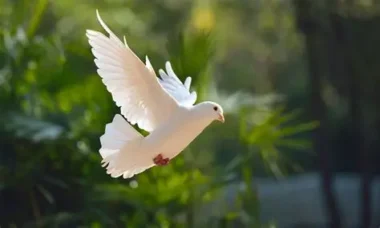 Top 15 Bible Verses about Comfort and Peace in Hard Times: Scriptures for Anxiety and Encouragement
